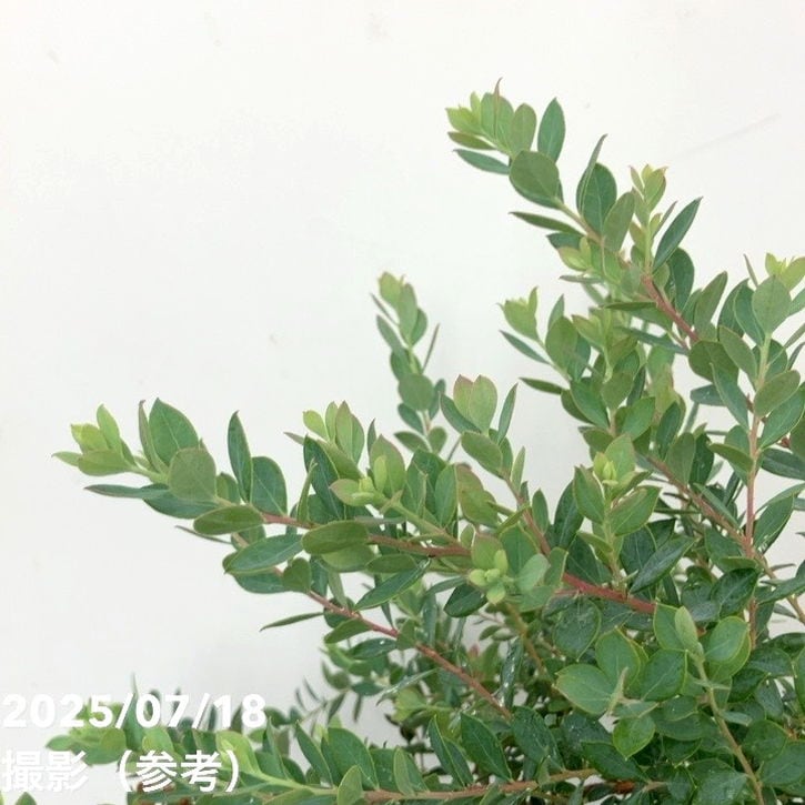 常緑ブルーベリー 6号｜果樹10-TU | 果樹,ブルーベリー | 赤塚植物園