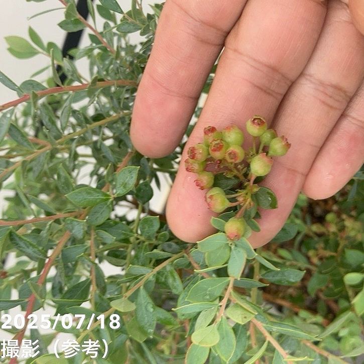 常緑ブルーベリー 6号｜果樹10-TU | 果樹,ブルーベリー | 赤塚植物園