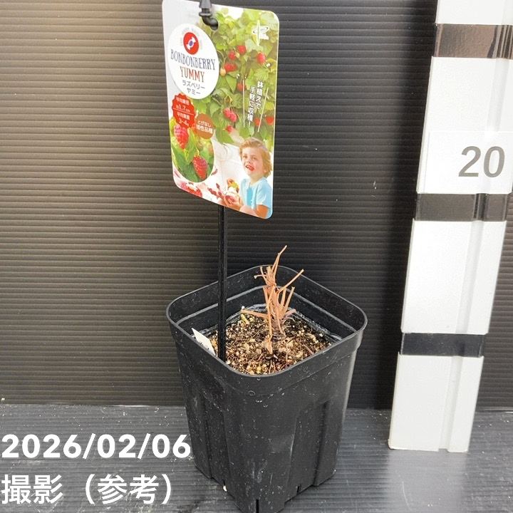 ラズベリー ヤミー 4号ポット メリクロン苗｜果樹10-TU | 果樹