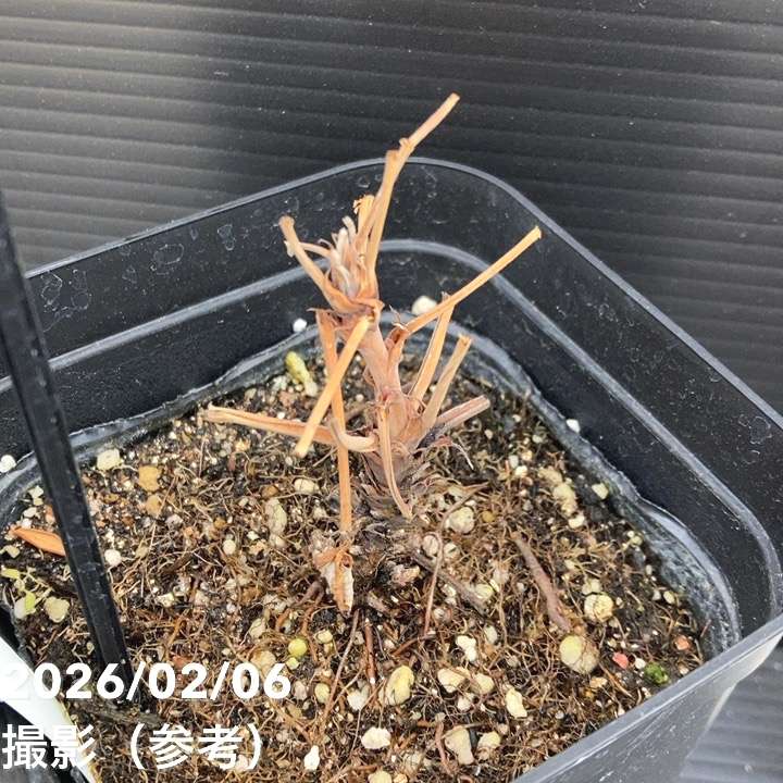 ラズベリー ヤミー 4号ポット メリクロン苗｜果樹10-TU | 果樹