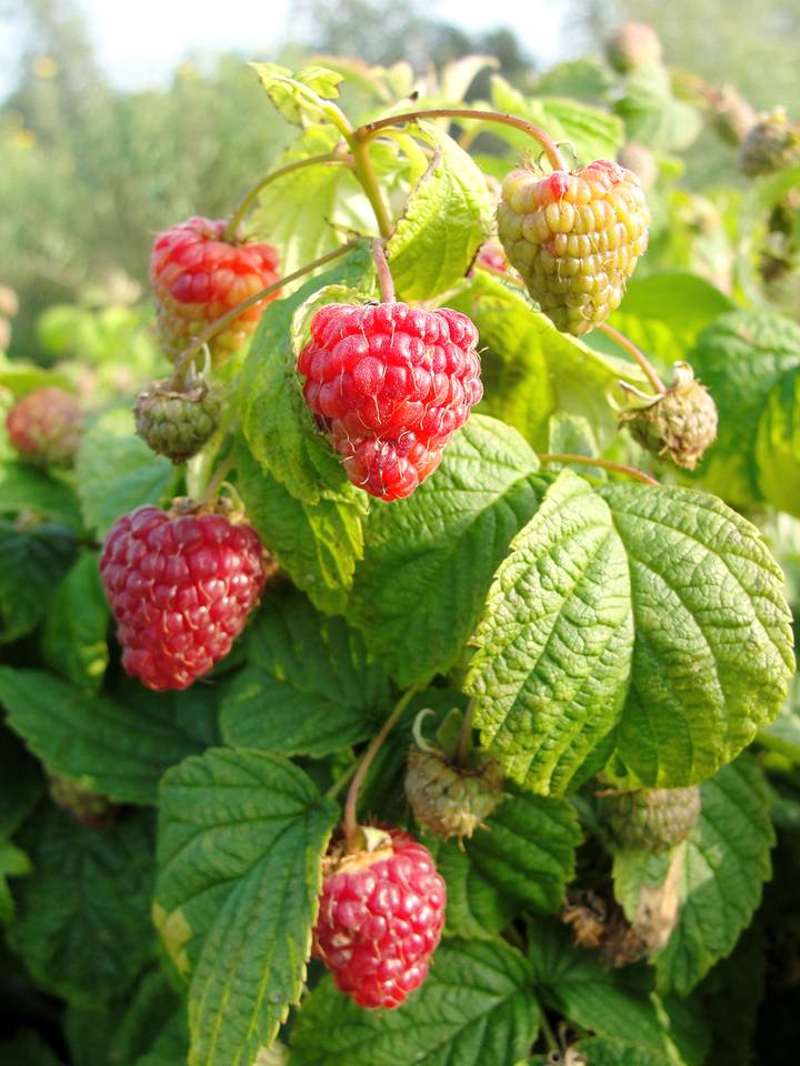 秋セール対象商品】【予約】ラズベリー ヤミー 4号ポット