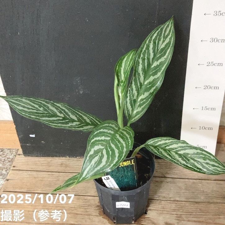 FUNGUS 完売間近！！ 現品お届け】アグラオネマ ニティドゥム カーティシー Aglaonema