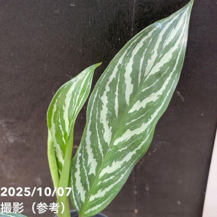 アグラオネマ　カーティシー　【北海道の方限定】 アグラオネマ カーティシー 【北海道の方限定】