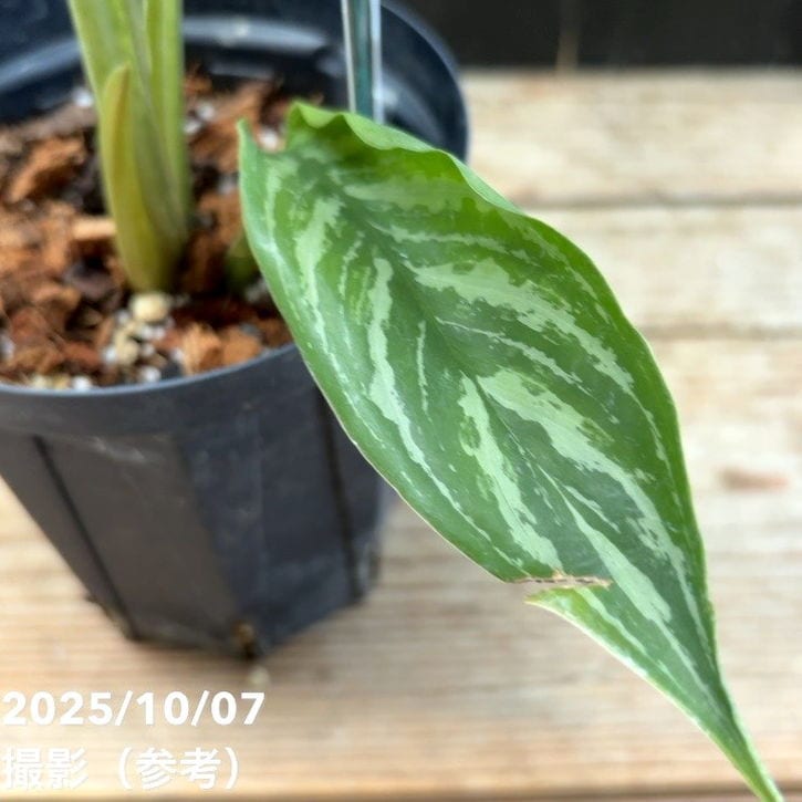 FUNGUS 完売間近！！ 現品お届け】アグラオネマ ニティドゥム カーティシー Aglaonema