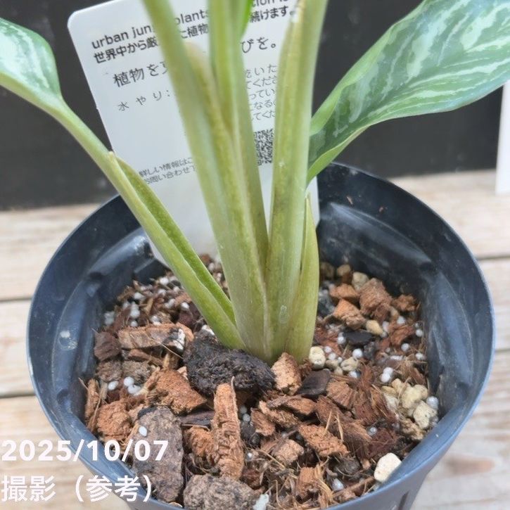 翡翠　赤玉　緑　赤珊瑚　黒玉 現品お届け】アグラオネマ ニティドゥム カーティシー Aglaonema