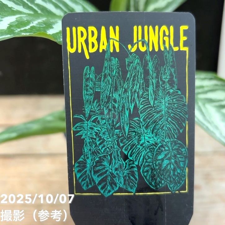 アメノトリフネ　シークレット Amazon.co.jp: 遊戯王カード INFO-JP034 光と闇の竜王