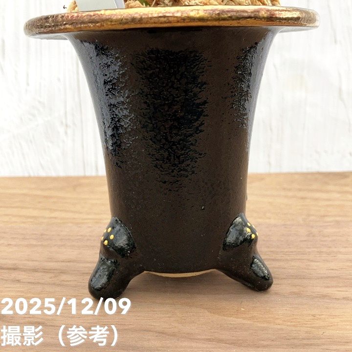 現品お届け】豊明園 万年青 オモト 福包（ふくづつみ） 江戸鶴鉢（O42