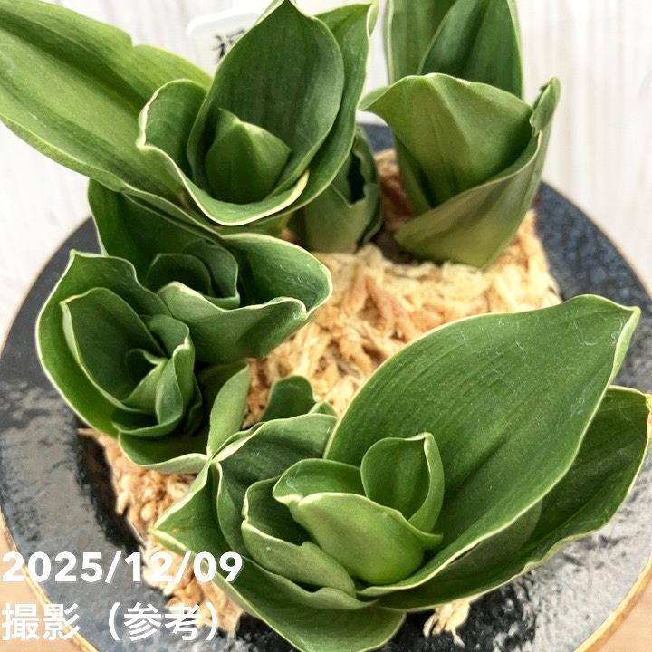 現品お届け】豊明園 万年青 オモト 福包（ふくづつみ） 江戸鶴鉢（O42