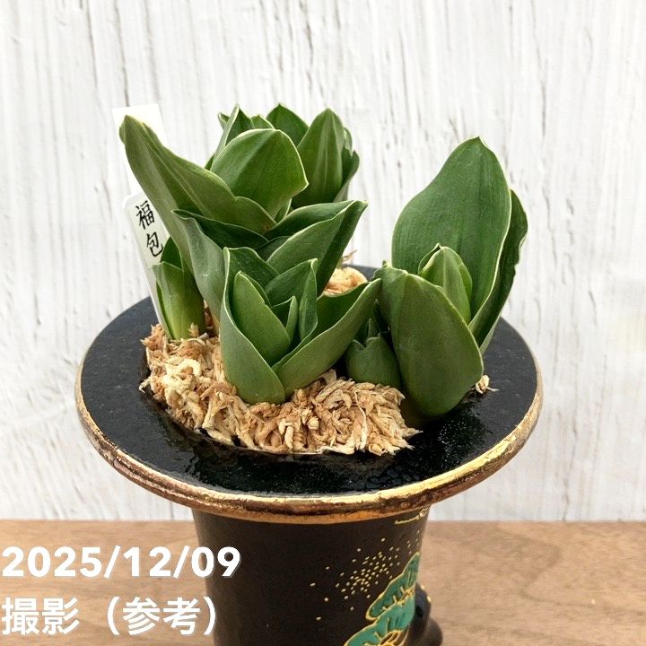 現品お届け】豊明園 万年青 オモト 福包（ふくづつみ） 江戸鶴鉢（O42