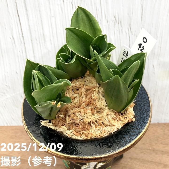 現品お届け】豊明園 万年青 オモト 福包（ふくづつみ） 江戸鶴鉢（O42