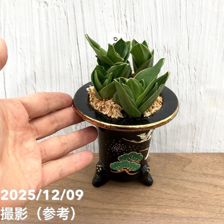 万年青　オモト　帝錦　4号陶器鉢つき　超斑入り❗　③ 万年青 オモト 帝錦 4号陶器鉢つき 超斑入り❗ ③