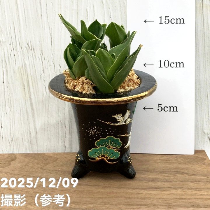 現品お届け】豊明園 万年青 オモト 福包（ふくづつみ） 江戸鶴鉢（O42