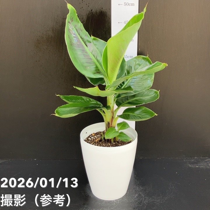 ミニバナナ ムサトロピカーナ 6号|果樹10-TU