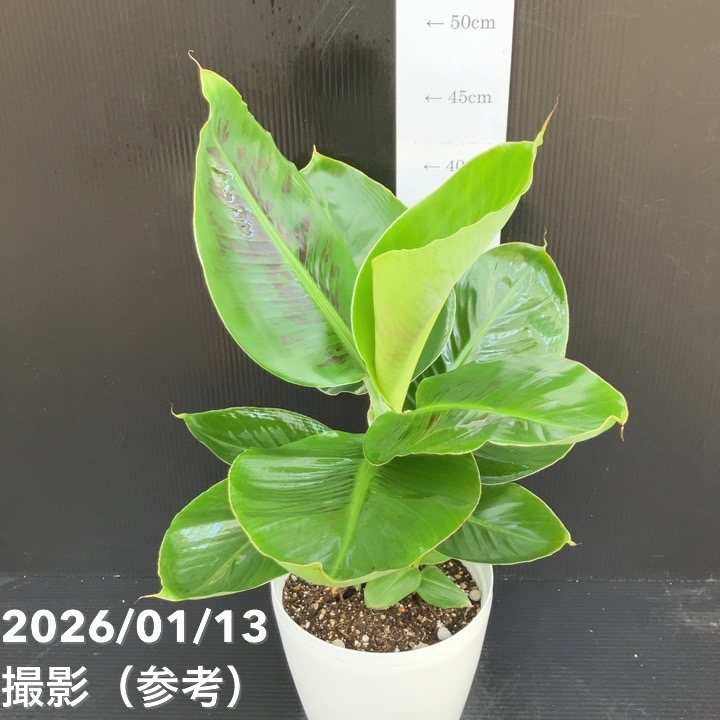 ミニバナナ ムサトロピカーナ 6号|果樹10-TU