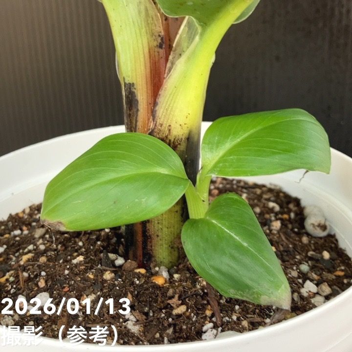 ミニバナナ ムサトロピカーナ 6号|果樹10-TU