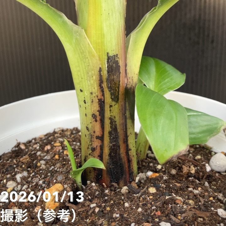 ミニバナナ ムサトロピカーナ 6号|果樹10-TU