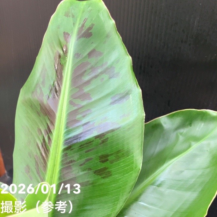 ミニバナナ ムサトロピカーナ 6号|果樹10-TU