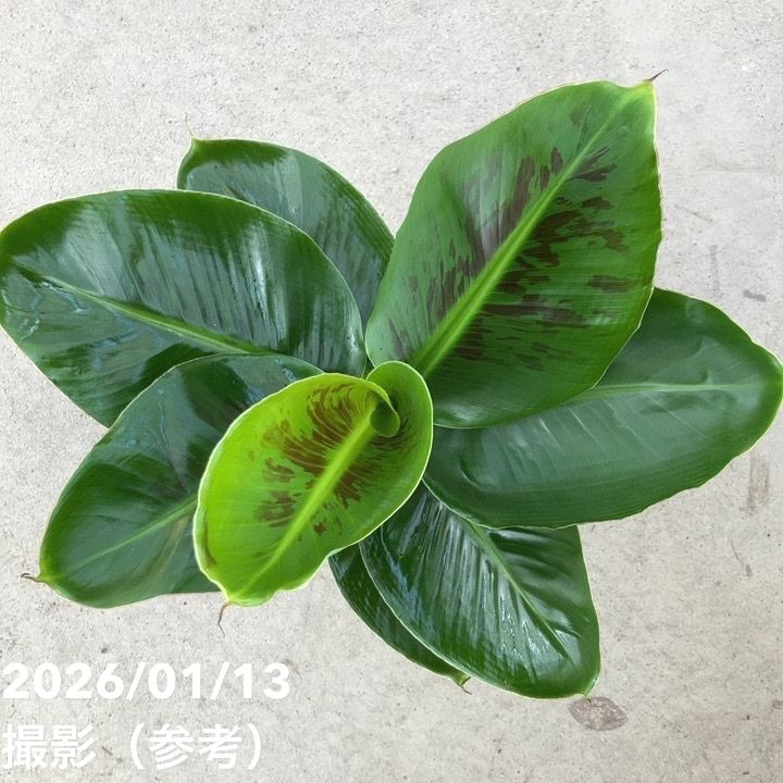 ミニバナナ ムサトロピカーナ 6号|果樹10-TU