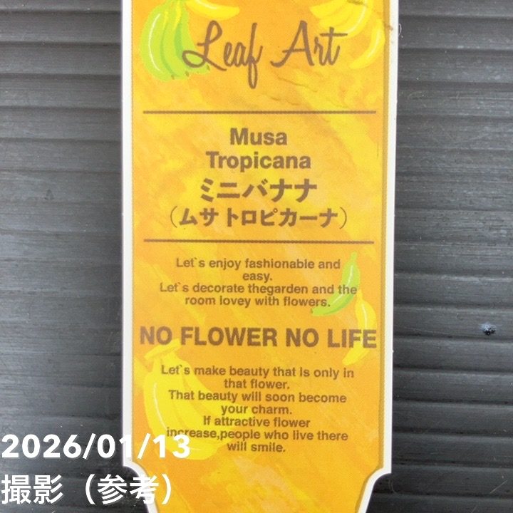 ミニバナナ ムサトロピカーナ 6号|果樹10-TU