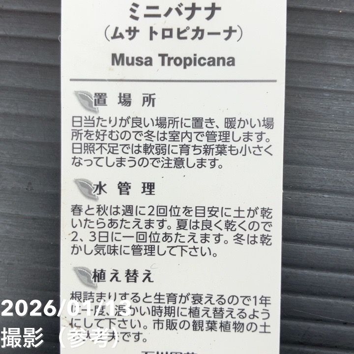 ミニバナナ ムサトロピカーナ 6号|果樹10-TU