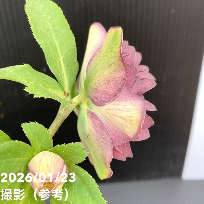 96猫様ご購入苗㉖-221㉖-230㉖-232クリスマスローズ 96猫様ご購入苗㉖