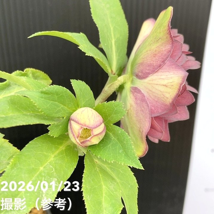 かぁむぅ様ご購入苗㉖-213㉖-217クリスマスローズ ☆かぁむぅ様ご購入