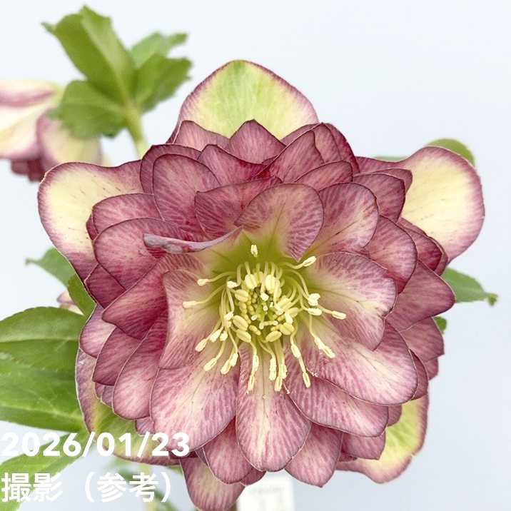 かぁむぅ様ご購入苗㉖-108㉖-133クリスマスローズ 一点物】加藤農園 クリスマスローズ 4.5号（KT45）｜山野04-PA | 草花