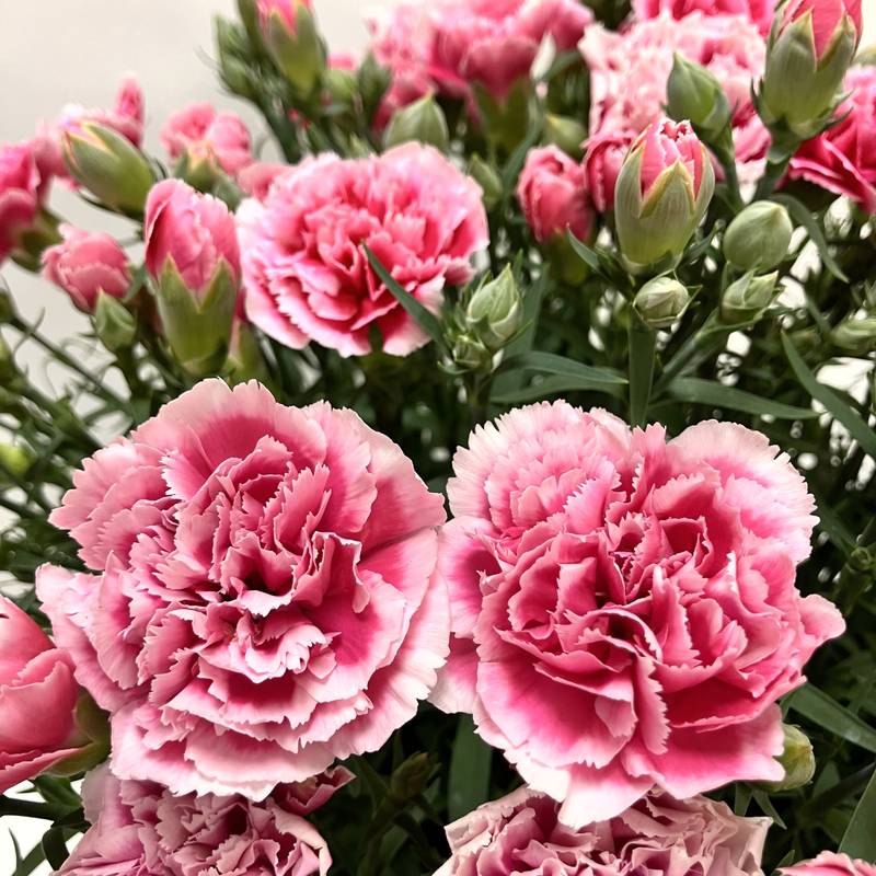 カーネーション ミルキーリップ