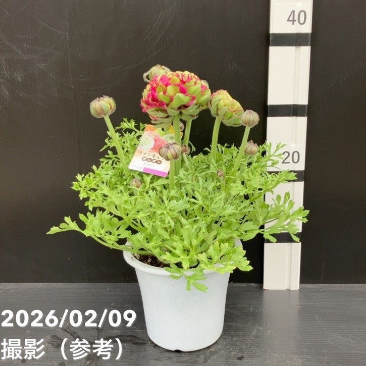 現品お届け】ラナンキュラス ポンポン 5号 アラジン｜草花10-TU | 草花