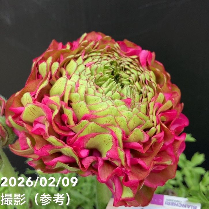 現品お届け】ラナンキュラス ポンポン 5号 アラジン｜草花10-TU | 草花
