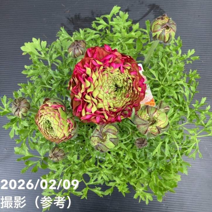 現品お届け】ラナンキュラス ポンポン 5号 アラジン｜草花10-TU | 草花