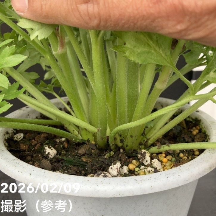 現品お届け】ラナンキュラス ポンポン 5号 アラジン｜草花10-TU | 草花