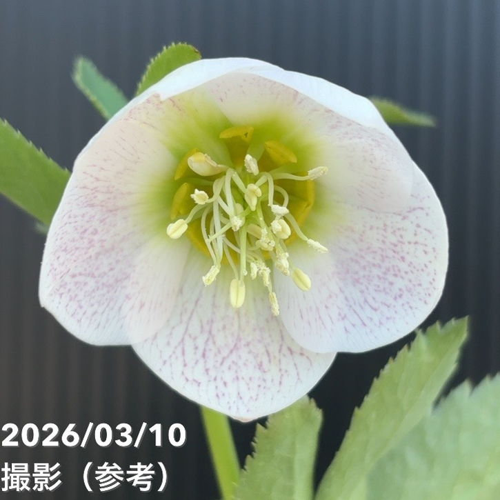一点物】大和園 クリスマスローズ 4.5号（YA20）｜山野04-PA | 草花