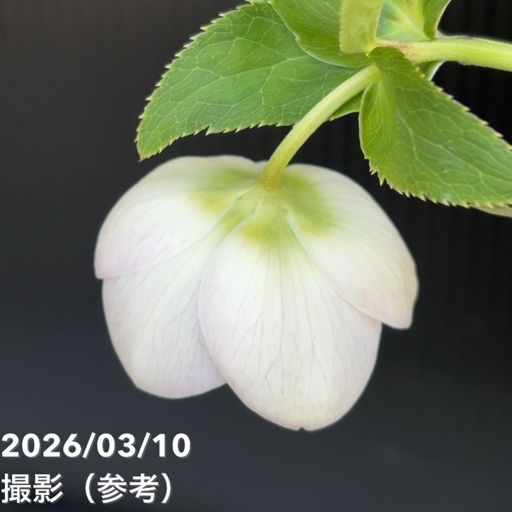 一点物】大和園 クリスマスローズ 4.5号（YA20）｜山野04-PA | 草花