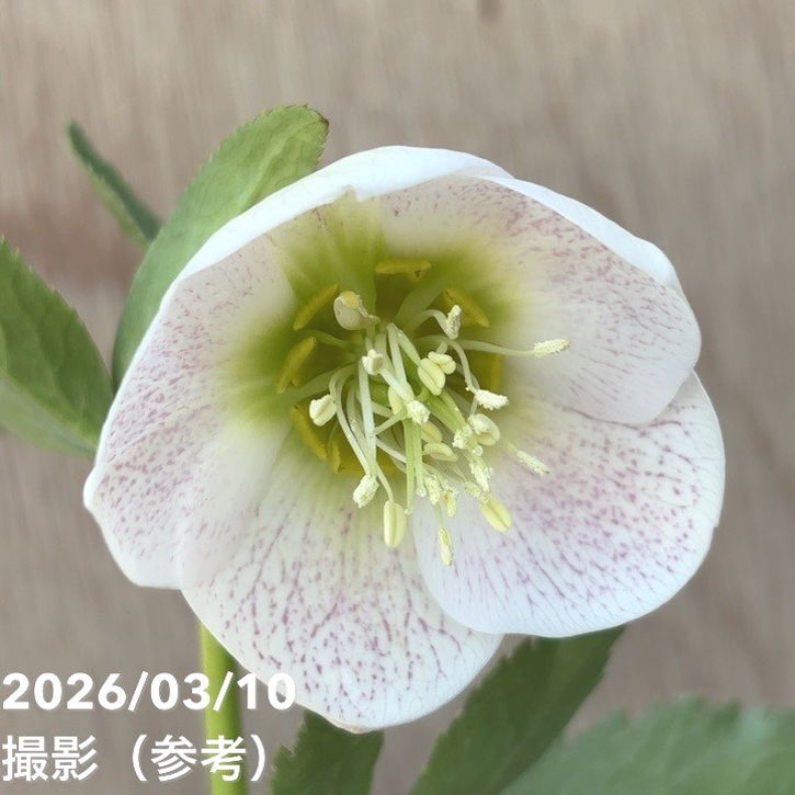 一点物】大和園 クリスマスローズ 4.5号（YA20）｜山野04-PA | 草花