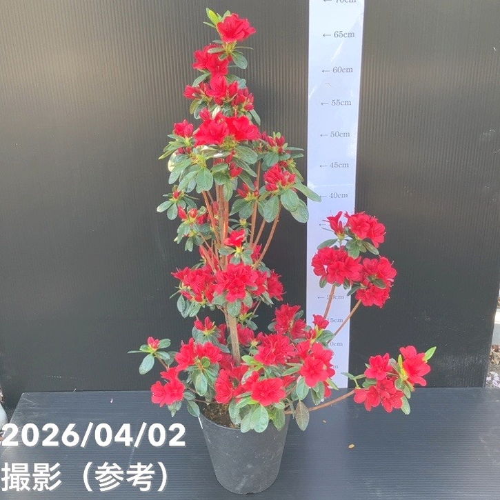 久留米ツツジ ウォレッシュルビー 5号｜花木04-PA | 花木・庭木,サツキ