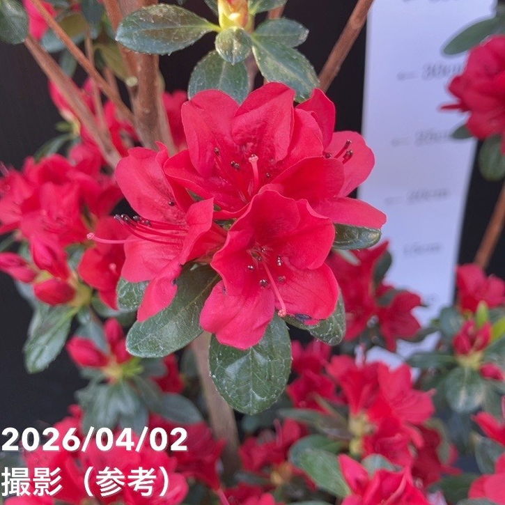 久留米ツツジ ウォレッシュルビー 5号｜花木04-PA | 花木・庭木,サツキ