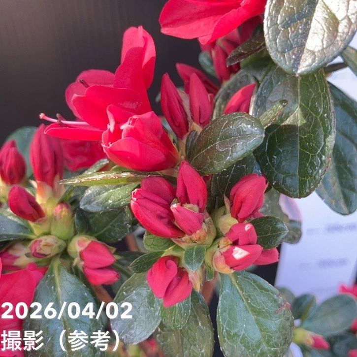 久留米ツツジ ウォレッシュルビー 5号｜花木04-PA | 花木・庭木,サツキ