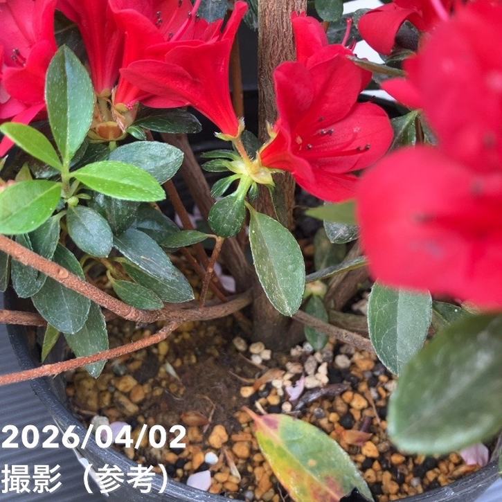 ミニ薔薇、久留米つつじ、姫うつぎ 久留米ツツジ ウォレッシュルビー 5号｜花木04-PA | 花木・庭木,サツキ