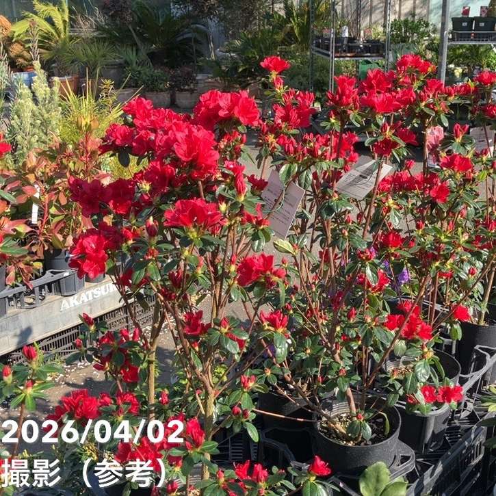 久留米ツツジ ウォレッシュルビー 5号｜花木04-PA | 花木・庭木,サツキ