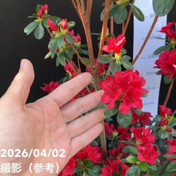 久留米ツツジ ウォレッシュルビー 5号｜花木04-PA | 花木・庭木,サツキ