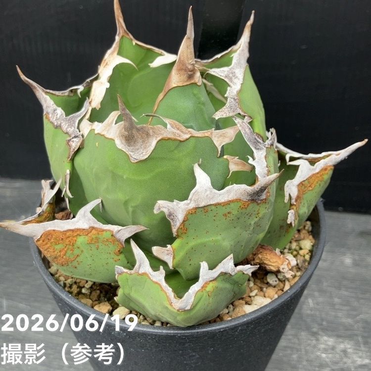 アガベ 4号 蟹｜観葉04-PA | 観葉・多肉,アガベ | 赤塚植物園