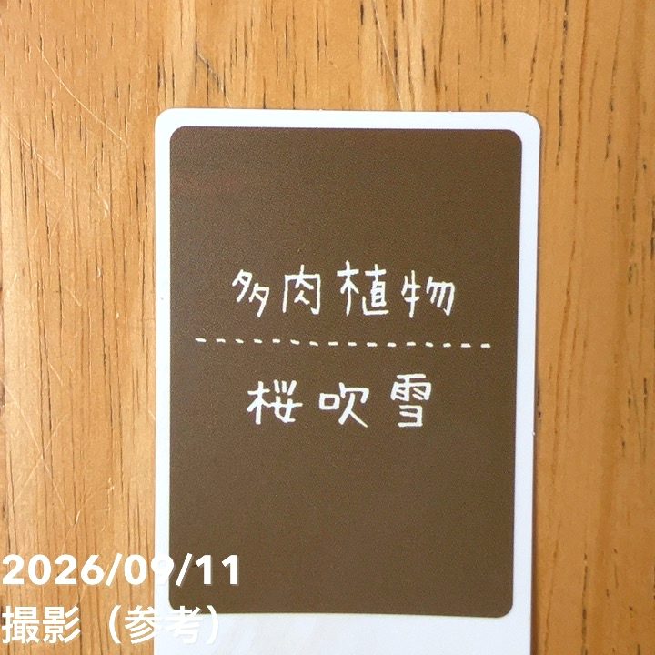 アナカンプセロス（桜吹雪）2.5号 3鉢セット｜観葉04-PA | 観葉・多肉