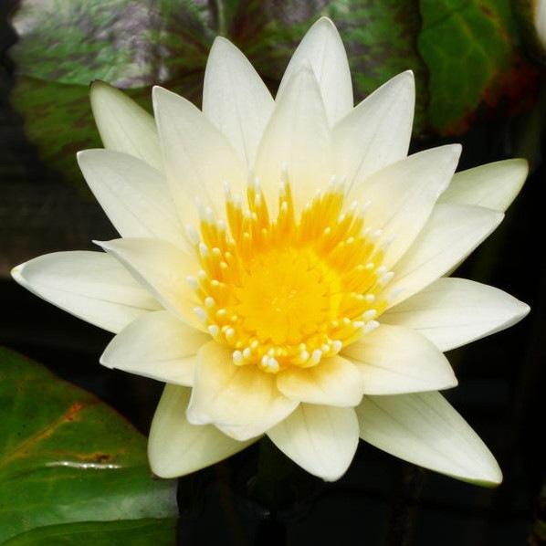 熱帯スイレン 4号 ジャニス｜草花01-D1 | 草花,熱帯スイレン・温帯