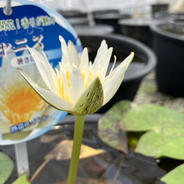 熱帯スイレン 4号 ジャニス｜草花01-D1 | 草花,熱帯スイレン・温帯