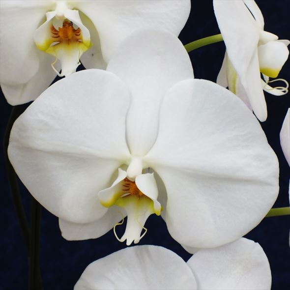 コチョウラン 胡蝶蘭 3本立 ｟7.5寸/8寸 35輪以上｠ | BanBanプラザショップ