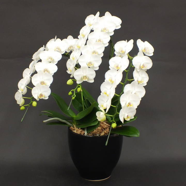 ボウラン白斑白花 ボウラン白斑白花 shiranshirobana.jpg