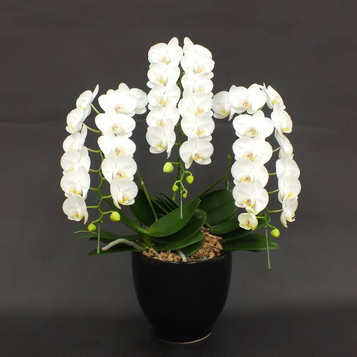 北海道お届け限定！大輪系 コチョウラン白 39輪タイプ ※送料込｜洋蘭10