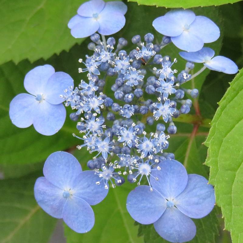 ヤマアジサイ 4号 大山 ダイセン（20）｜草花01-D1 | 赤塚植物園自社