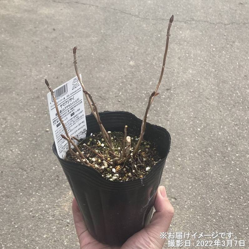 山採り　アカシデ 山採り自然樹形アカシデ販売 秋元園芸